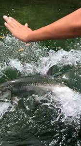 125K views · 651 reactions | Me at the bottomless buffet  | Furry Tails | Facebook