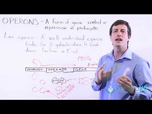 Lac Operon