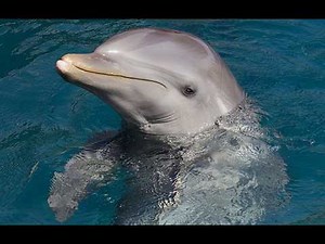 The Secret Language of Bottlenose Dolphins..