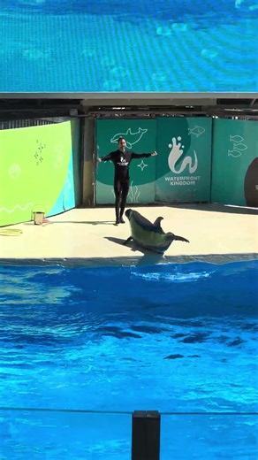 Dolphin show in The Land of Legends