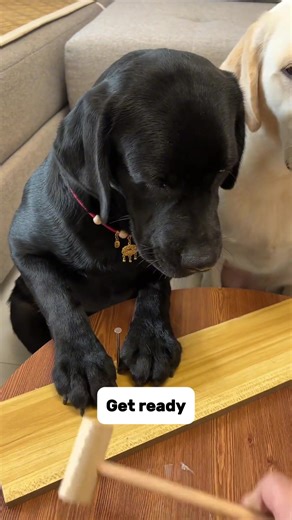 Labrador Genius Proves His Smartness!