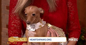 Candy Cane is the sweetest dog we have ever met