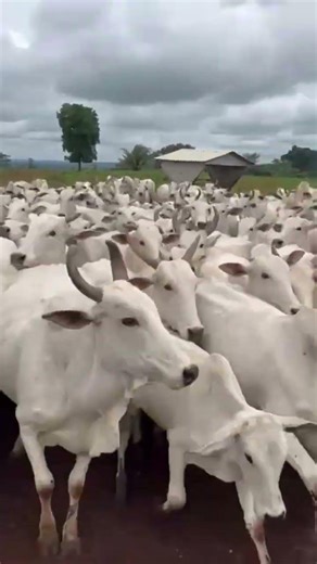 15 de fevereiro de 2026