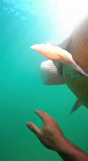 POV: You Slide Into a Big Orange Fish 😂