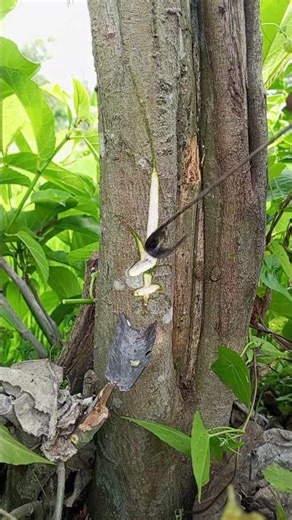 Cotton tree sap collection system #shortv #foryou...