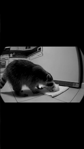 A Raccoon Walks Into the House and Finds a Rabbit | Unexpected Gentle Moment #animals