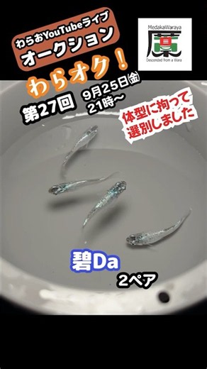 【プロ解説】良いメダカの見分け方ライブオークション【第27回】わらオク！出品メダカのご紹介 わらおYouTubeライブオークション