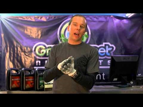 What makes plant stretch - Lesson 19