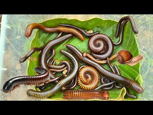 🇺🇸Wildlife Catching dangerous insects, Millipede,Small Millipedes Africa snail in rainforest