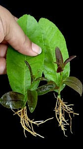 14K views · 179 reactions | How to Grow Lemon Tree from Cutting Lemon Leaves In a Garlic | Tamanna Garden | Facebook