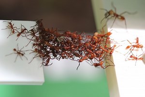 Army ants build living bridges | Earth | EarthSky