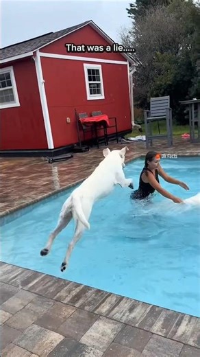 2 dogs learn to swim in the pool 🐕🏊🏻‍♀️🤯 | अरे बाब रे 😰