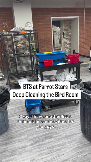 Behind the scenes at Parrot Stars: Saturday Morning Deep Clean 🧽🦜✨ It’s all hands on deck—hours of scrubbing, refreshing, and resetting every space to keep our birds healthy, comfortable, and thriving. This is the work you don’t always see: the early mornings, the teamwork, the attention to every detail… all because great bird care starts with commitment (and a whole lot of elbow grease). 💛 We’re incredibly grateful for our staff who shows up and works hard every single week to care for these