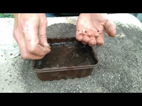 How to grow iris from seed in autumn