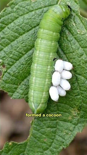 👉 The Parasite Brings Its Own Virus