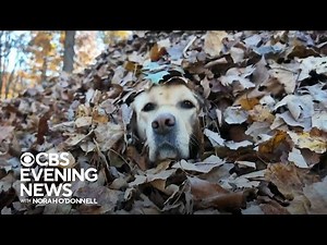 Maine family's dogs spread autumn joy by jumping in leaf piles
