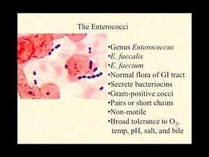 video lecture enterococci