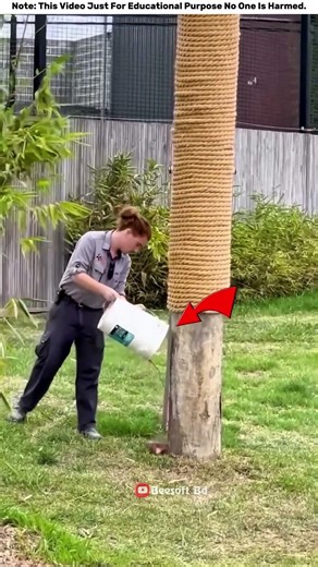 How fast can a tiger run? — Animal Insight #shorts