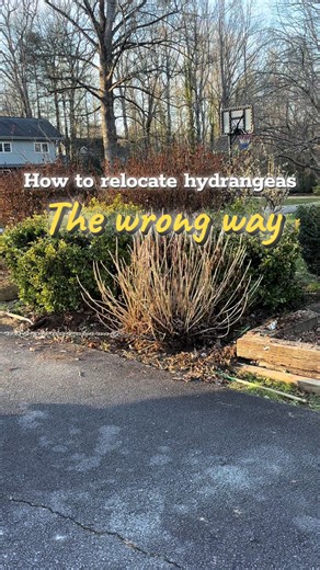 How NOT to move hydrangeas. 😆 But actually this worked well for us last year so if you want an easy way to move them & are more concerned with removing them than relocating them… go for it! #hydrangeas #garden #hydrangea #gardening