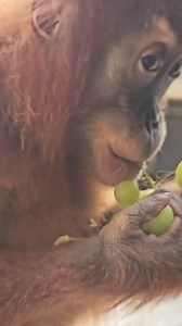 9.5K views · 108 reactions | The Toronto Zoo on Reels | Facebook