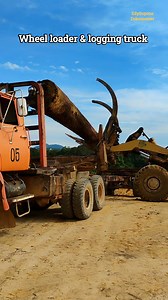 ASMR Wheeloader loading logs onto logging truck #reels #logging | Edy Supono