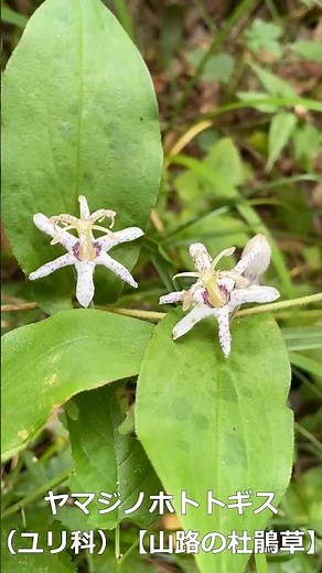 ヤマジノホトトギス （ユリ科） 【山路の杜鵑草】 #山野草 #夏の野草 #秋の野草 #山の花 #植物図鑑 #低山 【山川草木図譜】