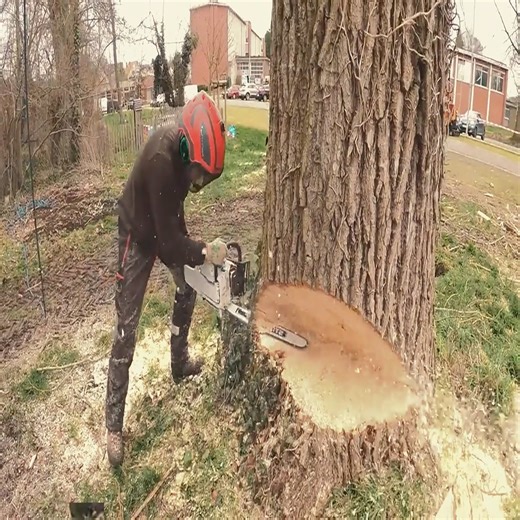 4.7K views · 66 reactions | felling a large oak tree 100 inches in diameter | Damian Keith | Facebook