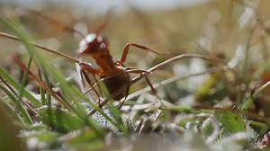 Ant runs quickly in its habitat