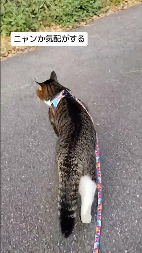 探検中のふさふさ尻尾🐾 Curious Cat on an Adventure!