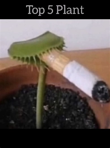 Top 5 Plant #meme #top5 #goofyahhvideo #plantsvszombies2 #plantsvszombie