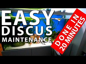 Discus Fish Tank Maintenance in 20 minutes - making it easy to maintain a discus fish tank