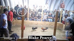 Video shows Oklahoma Gamefowl Commission leaders at illegal cockfights