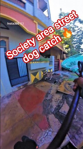 Amazing ABC Dog Catch #dog #streetdogrevival#ytviral #shorts #catch