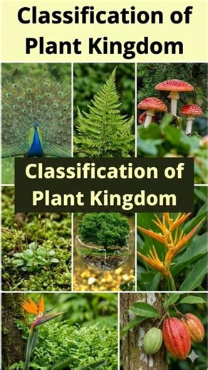 Classification of Plant Kingdom 🌱 #ncertbiology #bscbotany #plantbiology #biologybasics #neetprep