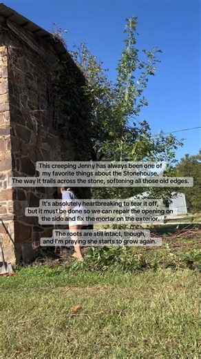 Creeping Jenny Removal for Stonehouse Renovation