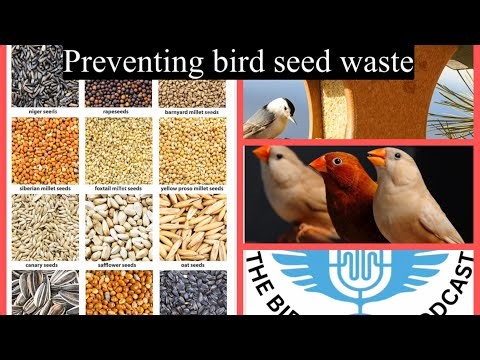 Seed waste: How to save and reuse your bird seed. The birdbrains podcast EP:26