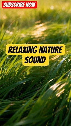 Peaceful Meadow Wind | Relaxing Nature Sounds 🌾🍃#NatureSounds#RelaxingNature#MeadowWind