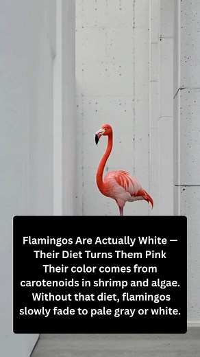 12 reactions | Flamingos be like: ‘I’m not pink, I’m just vibing on shrimp smoothies.’ 囹 #FlamingoFacts #NatureIsWeird #FunnyAnimals #DidYouKnow #PinkPower #ShrimpDiet #WildlifeHumor | Interesting Facts | Facebook