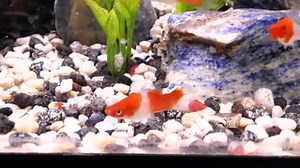 Swordtails are hardy livebearers that come in many varieties of color. True to their name, the male swordtails have an elongated caudal fin, resembling a sword. Click the link for more info. https://absolutelyfishnaturals.com/collections/view-all-freshwater-fish/products/koi-swordtail?_pos=1&_sid=eb2a65c5b&_ss=r #swordtails #freshwatertank #tropicalfish #fishtank | Absolutely Fish | Facebook