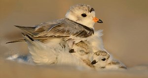 Piping Plover Photos and Videos for, All About Birds, Cornell Lab of Ornithology