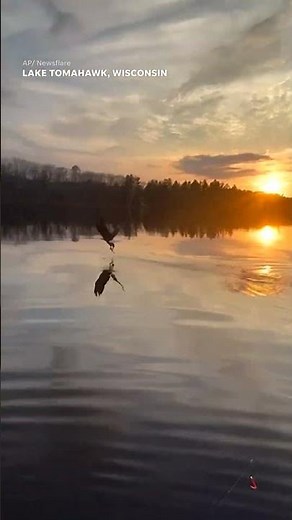 Majestic bald eagle swoops down to steal fisherman's fish #Shorts