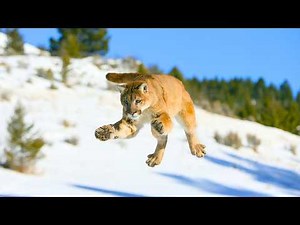 The Most Underestimated Cat? The Cougar’s Secret Power