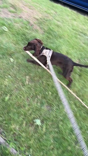Puppy vs stick spaniel puppy life puppy training pupfluencer new puppy cocopup @cocopupuk spaniels #cocopup #cockerlife #cockerspanielpuppy #cockerspaniel #chocolatespaniel #spanielpuppy #spaniellove #spaniel #spaniels #puppylife🐾 #pupfluencer #spaniellove #dogphotography #dogsoftiktok #cutedog #doginfluencer #dogtok