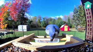 🌳Unlock the magic of backyard birds! 🐦Discover their secrets with Birdfy feeder. 👉🏻Follow us now and start your bird-watching journey today! 🔗https://www.facebook.com/birdfybynetvue | Birdfy by Netvue