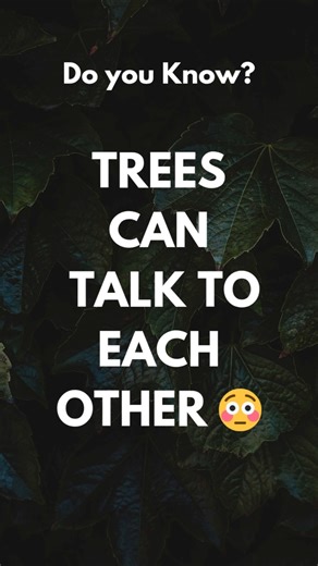 Trees Are Smarter Than You Think 🧐