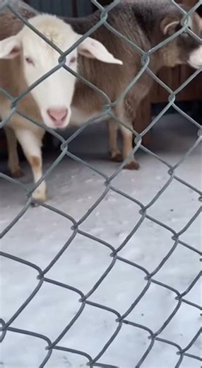 Caught on Camera: Incredible Rescue During Heavy Snowfall #Rescue #RealRescue #RescueTeam #Emergency