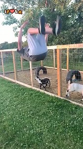 478K views · 3.9K reactions | Animal Comedy 藍 | I Freaking Love Animals | Facebook