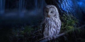 The Ural Owl