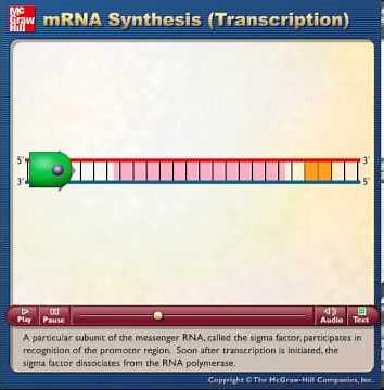 mRNA Synthesis
