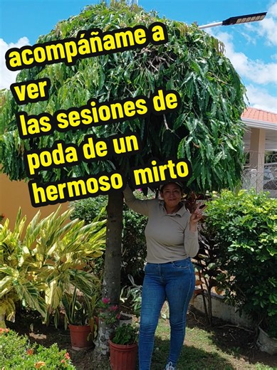 Poda de Mirto: Jardinería en su Esplendor